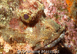 Perfect camouflage!  Found at Fan Canyon, off Tioman Isla... by Grahame Massicks 